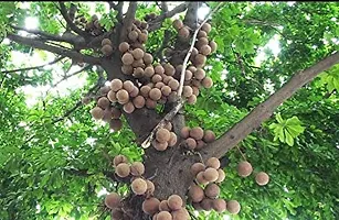 Kapebonavista? Nagalinga Nagalingam Shivalingam Naga Champa Shiva Linga Cannonball Tree Kaman Gola Toap Gola Couroupita Guianensis Cauroupita guianensis Living Plant with Poly Bag-thumb1