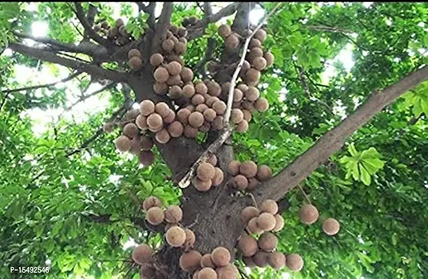 Kapebonavista? Nagalinga Nagalingam Shivalingam Naga Champa Shiva Linga Cannonball Tree Kaman Gola Toap Gola Couroupita Guianensis Cauroupita guianensis Living Plant with Poly Bag-thumb2