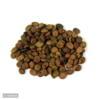 Kapebonavista? Siris Seed Siras Seed Albizia lebbeck Seed Siras Beej 100gm-thumb2