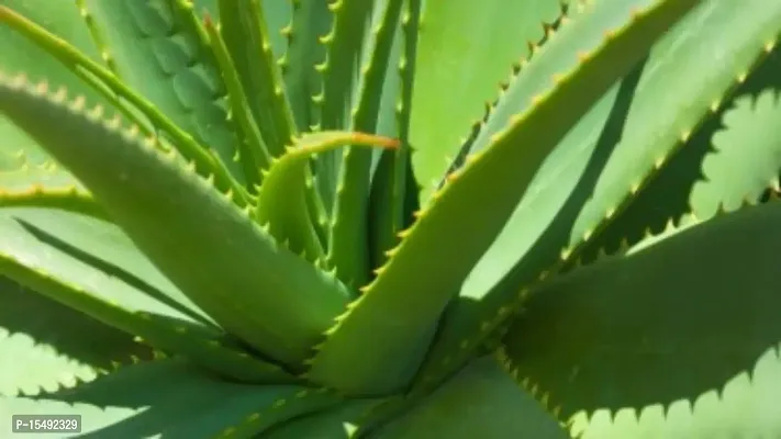 Kapebonavista? Natural Gheekumari Aloe Vera Kumari Aloe Indica Burn Plant Kathalai Ghyu Kumaari Khorpad Aloe barbadensis Live Plant in Poly Bag