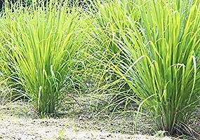 Kapebonavista? Lemongrass Gandhatrina Gandhabena Malabar Grass Bhustrina Cochin Grass East Indian Lemon Cymbopogon flexuous Living Plant in Poly Bag-thumb1