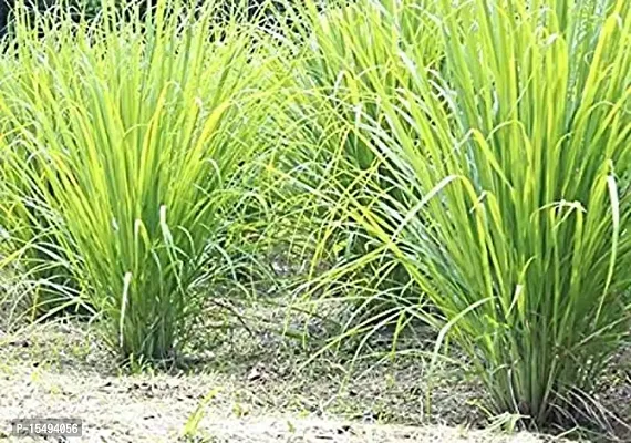 Kapebonavista? Lemongrass Gandhatrina Gandhabena Malabar Grass Bhustrina Cochin Grass East Indian Lemon Cymbopogon flexuous Living Plant in Poly Bag-thumb2