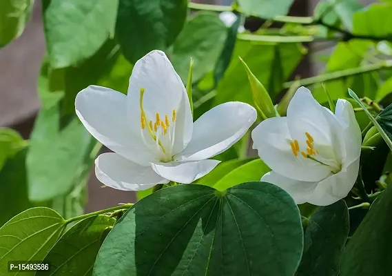 Kapebonavista Bauhinia racemosa Bidi Leaf Tree live plant