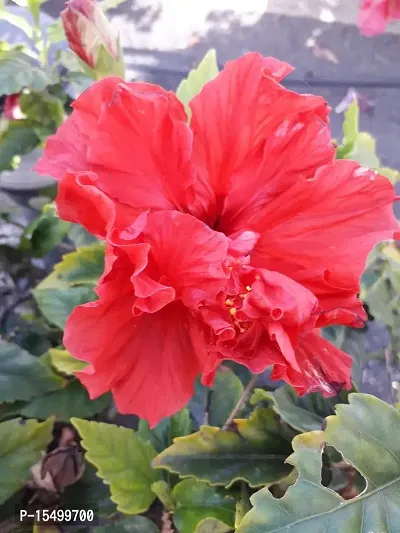 Kapebonavista Hibiscus rosa-sinensis colloquially as Chinese hibiscus live plant-thumb2