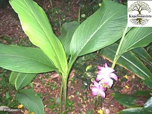 Kapebonavista? Amba Haldi Ambe Halad Ambe Haladi Curcuma Amada Curcuma Amada White Turmeric Mango Ginger Living Plant-thumb0