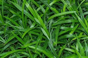 Kapebonavista? Biriyani Plant Screw Pine Annapurna Annapoorna Bai Toey Pandan Rambha Basmati Plant Pandanus Amaryllifolius Living Plant in Poly Bag-thumb1