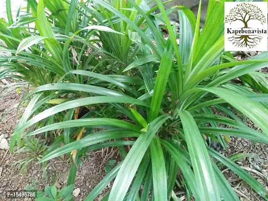 Kapebonavista? Wangi Basmati Plant Biriyani Plant Screw Pine Annapurna Annapoorna Pandanus Amaryllifolius Living Plant in Poly Bag