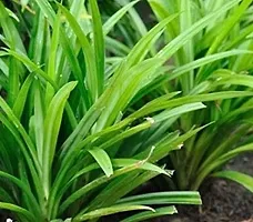 Kapebonavista? Wangi Basmati Plant Biriyani Plant Screw Pine Annapurna Annapoorna Pandanus Amaryllifolius Living Plant in Poly Bag-thumb1