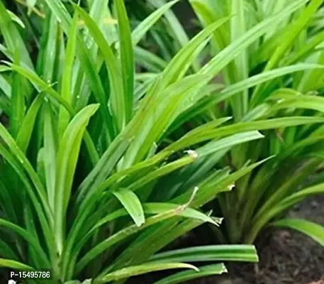 Kapebonavista? Wangi Basmati Plant Biriyani Plant Screw Pine Annapurna Annapoorna Pandanus Amaryllifolius Living Plant in Poly Bag-thumb2