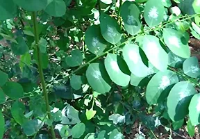 Kapebonavista? Sweet Leaf Bush Star Gooseberry Multi Vitamin Plant Madhuracheera Thavasi Keerai Chekurmanis Living Plant in Poly Bag-thumb1