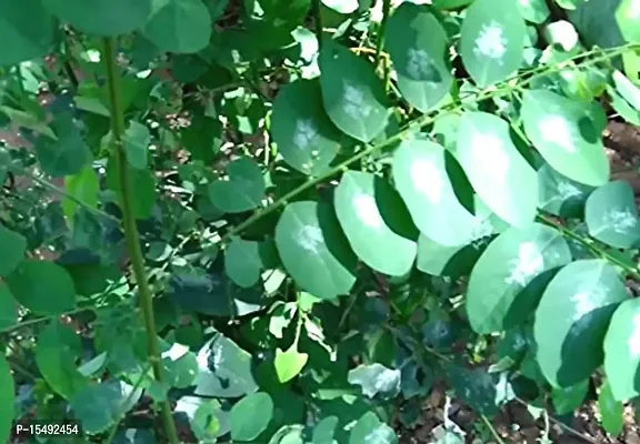 Kapebonavista? Sweet Leaf Bush Star Gooseberry Multi Vitamin Plant Madhuracheera Thavasi Keerai Chekurmanis Living Plant in Poly Bag-thumb2