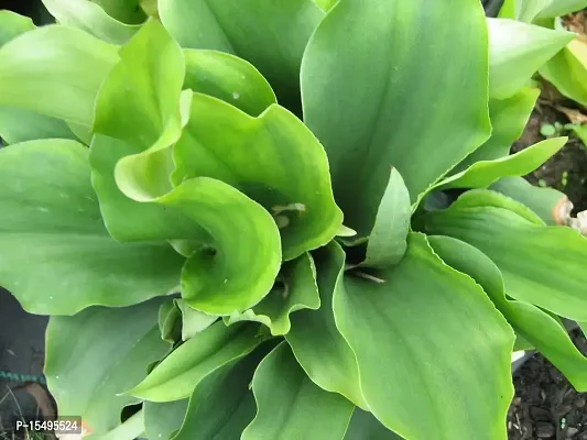 Kapebonavista? Chandramula Bhui Champa Sugandhamula Kapur kachri Chandramoolika Gandha Sunthi Galangal Kampferia Galanga Living Plant in Poly Bag