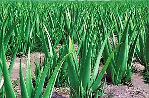 Kapebonavista? Natural Gheekumari Aloe Vera Kumari Aloe Indica Burn Plant Kathalai Ghyu Kumaari Khorpad Aloe barbadensis Live Plant in Poly Bag-thumb1