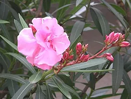 Kapebonavista? Kaner Raktakarabi Arali Kabirei Karabira Indian Oleander Nerium indicum Oleander Living Plant-thumb1