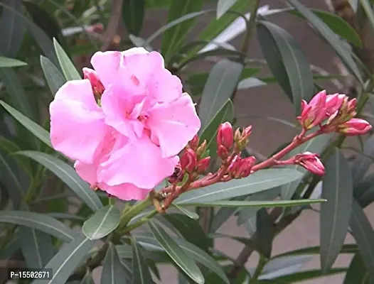 Kapebonavista? Kaner Raktakarabi Arali Kabirei Karabira Indian Oleander Nerium indicum Oleander Living Plant-thumb2