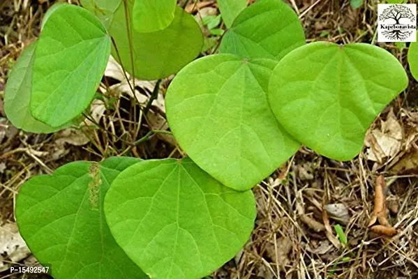 Kapebonavista? Akanadi Velvet Leaf Laghu patha Barbasco Pahadvel Ghodaku Abuta Patha Bhatvel False Pareira Brava Cissampelos pareira Living Plant Akanabindha