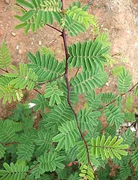 Kapebonavista? Khadira Khair Black Catechu Acacia Living Plant in Poly Bag-thumb1