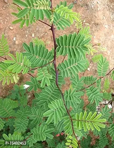 Kapebonavista? Khadira Khair Black Catechu Acacia Living Plant in Poly Bag-thumb2