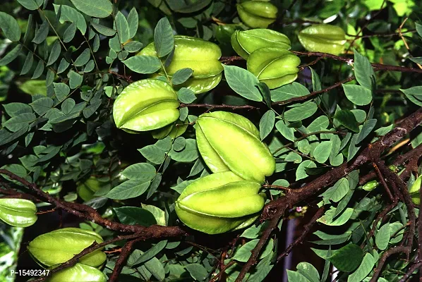 Kapebonavista? Arjuna Arjun Tree thella Maddi Hole Matthi Neer Maruthu Nirmatti Nirmarutu Poomarudhu Marutha Maram kumbuk Terminalia Arjuna Living Plant in Polybag-thumb0