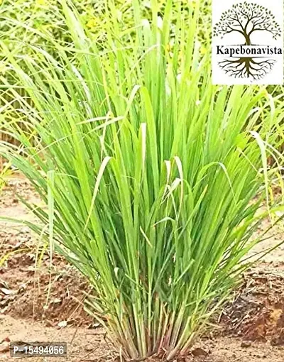 Kapebonavista? Lemongrass Gandhatrina Gandhabena Malabar Grass Bhustrina Cochin Grass East Indian Lemon Cymbopogon flexuous Living Plant in Poly Bag