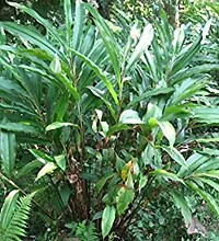 Kapebonavista? Choti Elaichi Green Cardamom True Cardamom Elettaria cardamomum Living Plant in Poly Bag-thumb1