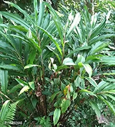 Kapebonavista? Choti Elaichi Green Cardamom True Cardamom Elettaria cardamomum Living Plant in Poly Bag-thumb2