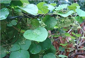 Kapebonavista? Akanadi Velvet Leaf Laghu patha Barbasco Pahadvel Ghodaku Abuta Patha Bhatvel False Pareira Brava Cissampelos pareira Living Plant Akanabindha-thumb1