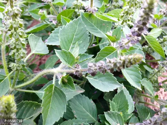 Kapebonavista? Haridwar Vana Tulsi Clove Basil Tree Ocimum Gratissimum Living Plant with Poly Bag (Green)-thumb0