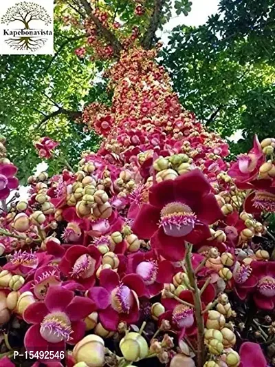 Kapebonavista? Nagalinga Nagalingam Shivalingam Naga Champa Shiva Linga Cannonball Tree Kaman Gola Toap Gola Couroupita Guianensis Cauroupita guianensis Living Plant with Poly Bag-thumb0