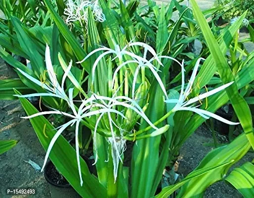 Kapebonavista? Nagadamani Sudarshan Visamumgil Crinum asiaticum Seashore Lily Bulb Bakung Crinum Lily Asiatic Lily Spider Lily Seashore Crinum Bawang Hutan Living Plant with Polly Bag-thumb0