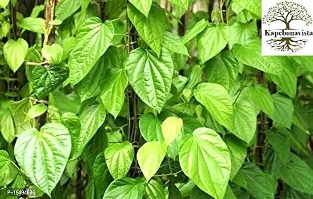 Kapebonavista? Paan Piper Betle Tambul Saptashira Nagarbel Living Plant in Poly Bag