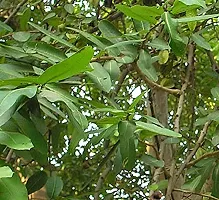 Kapebonavista? Arjuna Arjun Tree thella Maddi Hole Matthi Neer Maruthu Nirmatti Nirmarutu Poomarudhu Marutha Maram kumbuk Terminalia Arjuna Living Plant in Polybag-thumb1