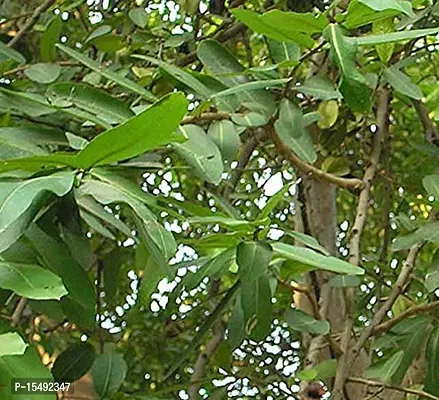 Kapebonavista? Arjuna Arjun Tree thella Maddi Hole Matthi Neer Maruthu Nirmatti Nirmarutu Poomarudhu Marutha Maram kumbuk Terminalia Arjuna Living Plant in Polybag-thumb2