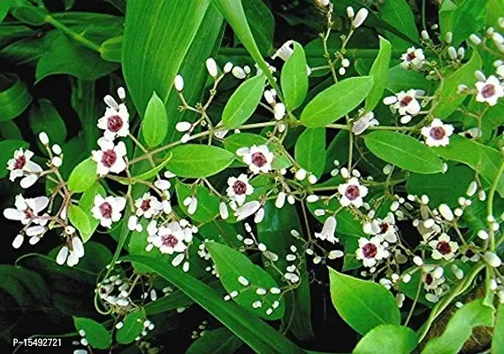 Kapebonavista? Prasarini Gandhali Daun Gandha bhadulia Paduri lata Kentut Gandhaprasarini Paederia Foetida Living Plant in Poly Bag