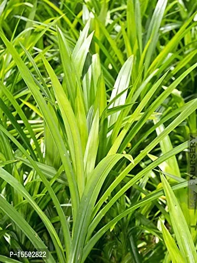 Kapebonavista? Biriyani Plant Screw Pine Annapurna Annapoorna Bai Toey Pandan Rambha Basmati Plant Pandanus Amaryllifolius Living Plant in Poly Bag-thumb0