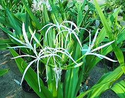 Kapebonavista? Nagadamani Sudarshan Visamumgil Crinum asiaticum Seashore Lily Bulb Bakung Crinum Lily Asiatic Lily Spider Lily Seashore Crinum Bawang Hutan Living Plant with Polly Bag-thumb1