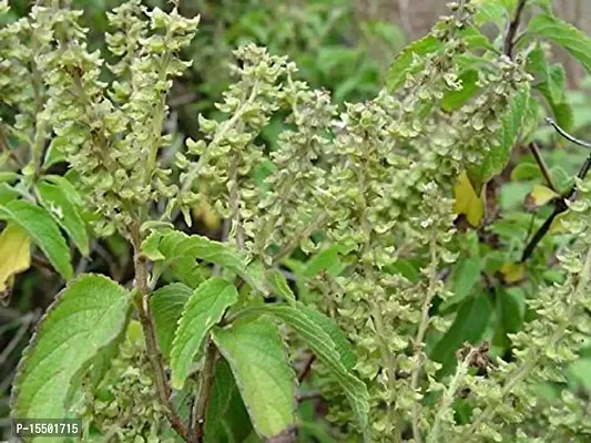 Kapebonavista? Haridwar Vana Tulsi Clove Basil Tree Ocimum Gratissimum Living Plant with Poly Bag (Green)-thumb2