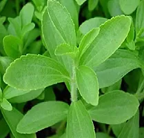 Kapebonavista? Yashtimadhu Mulethi Jethimadhu Licorice Candyleaf Sweetleaf Stevia Meethi Patti Stevia Sanyantra Sugarleaf Stevia Rebaudiana Living Plant in Poly Bag-thumb1