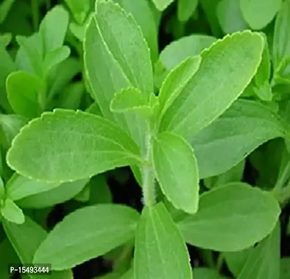 Kapebonavista? Yashtimadhu Mulethi Jethimadhu Licorice Candyleaf Sweetleaf Stevia Meethi Patti Stevia Sanyantra Sugarleaf Stevia Rebaudiana Living Plant in Poly Bag-thumb2