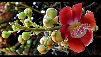 Kapebonavista? Nagalinga Nagalingam Shivalingam Naga Champa Shiva Linga Cannonball Tree Kaman Gola Toap Gola Couroupita Guianensis Cauroupita guianensis Living Plant with Poly Bag-thumb3