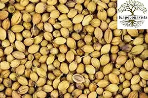 Kapebonavista? Dhania Seed Coriander Seed Coriandrum Sativum Micro Greens Seeds 100 Pcs-thumb1