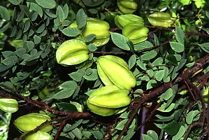 Kapebonavista? Arjuna Arjun Tree thella Maddi Hole Matthi Neer Maruthu Nirmatti Nirmarutu Poomarudhu Marutha Maram kumbuk Terminalia Arjuna Living Plant in Polybag-thumb3