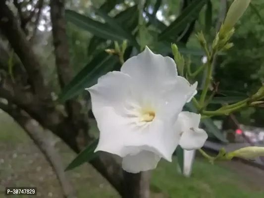 The Entacloo Oleander Plant White Oleander plantKarabi Plant-thumb2