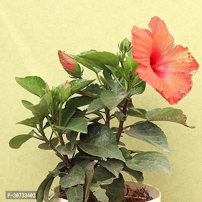 The Entacloo Hibiscus Plant RedLal hibiscus flower plant-thumb0