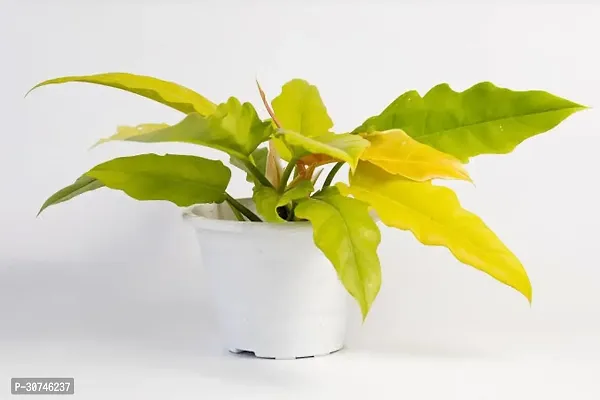 The Entacloo Philodendron Plant PHILODENDRON GOLD INDOOR LIVE PLANT(HYBRIDPACK OF 1 PACKET)-thumb0