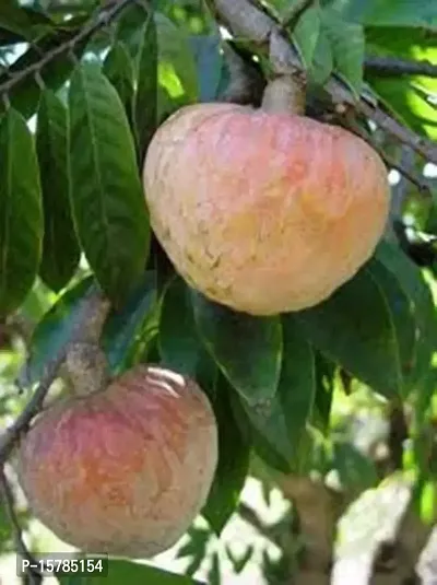 Entacloo_Custard Apple Plant_Custard Apple Plant-2_One Healthy Plant In a Plastic Bag_xspl-M297