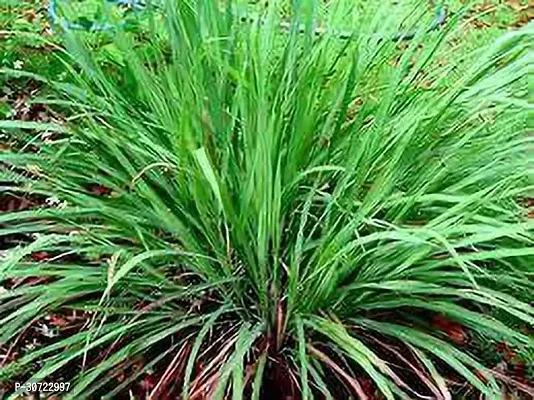 The Entacloo Lemon Grass Plant Lemon grass plant-thumb0