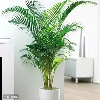 The Entacloo Areca Palm aappmm-thumb0