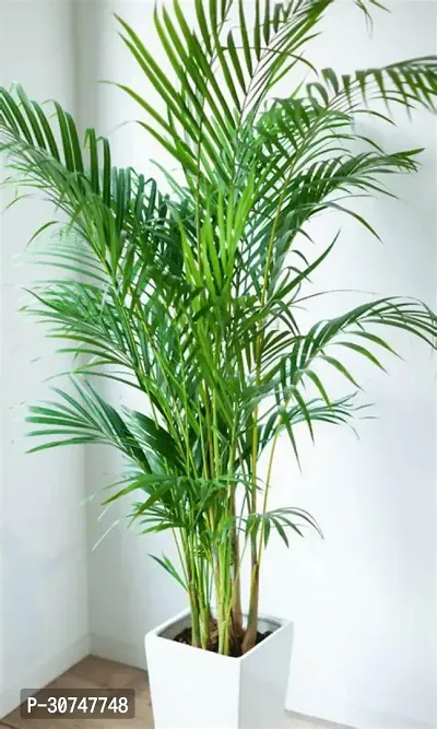 The Entacloo Areca Palm Areca Palm Plant B5-thumb0