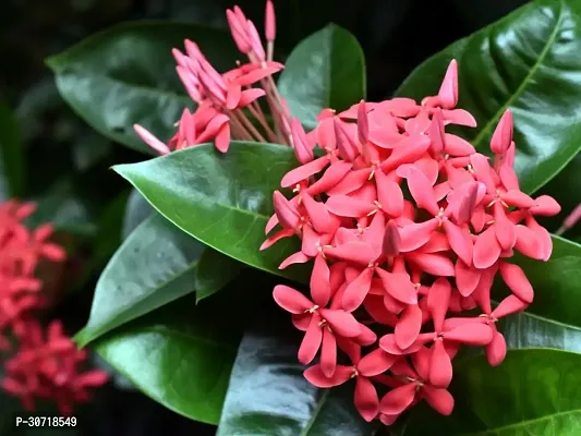 The Entacloo Red Sandalwood Plant red ixora plant-thumb0